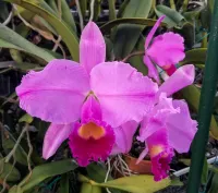 Cattleya trianae 'Apollo' – Image 1