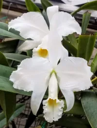 Cattleya Trianae Alba 'Joe's' – Image 1