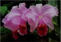 Cattleya trianae 'Mariposa' – Image 1