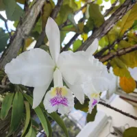 Cattleya lueddemanniana semi alba 'Chispita' – Image 1
