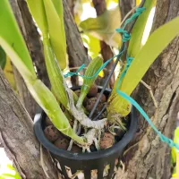 Cattleya trianae 'Mariposa' – Image 2