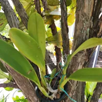 Cattleya trianae 'Mariposa' – Image 3