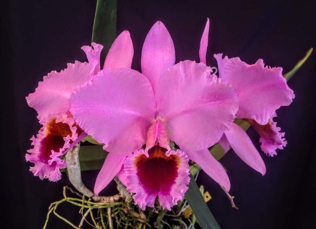 Cattleya percivaliana # 6-15 – Image 1