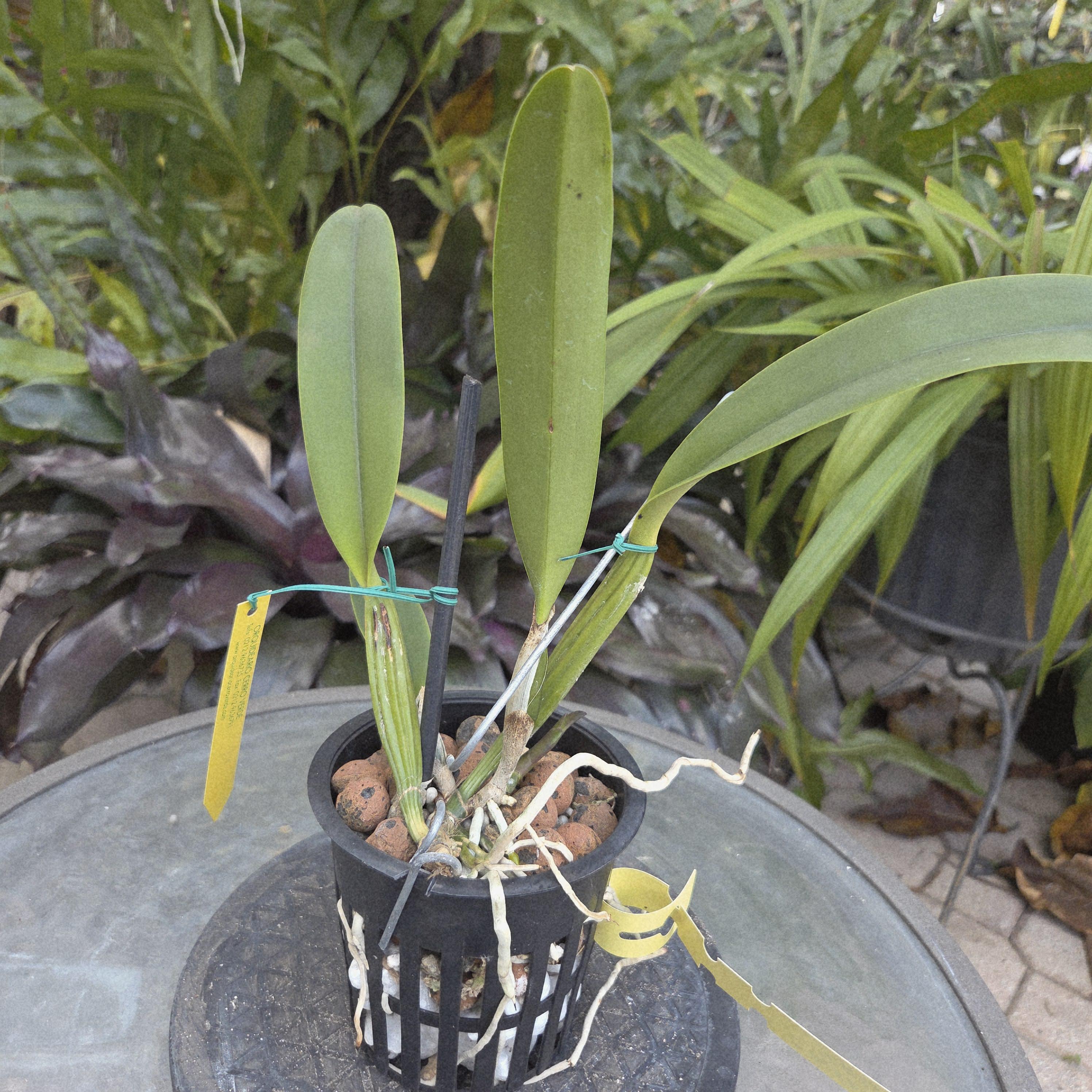 Cattleya lueddemanniana semi alba 'Chispita' – Image 2