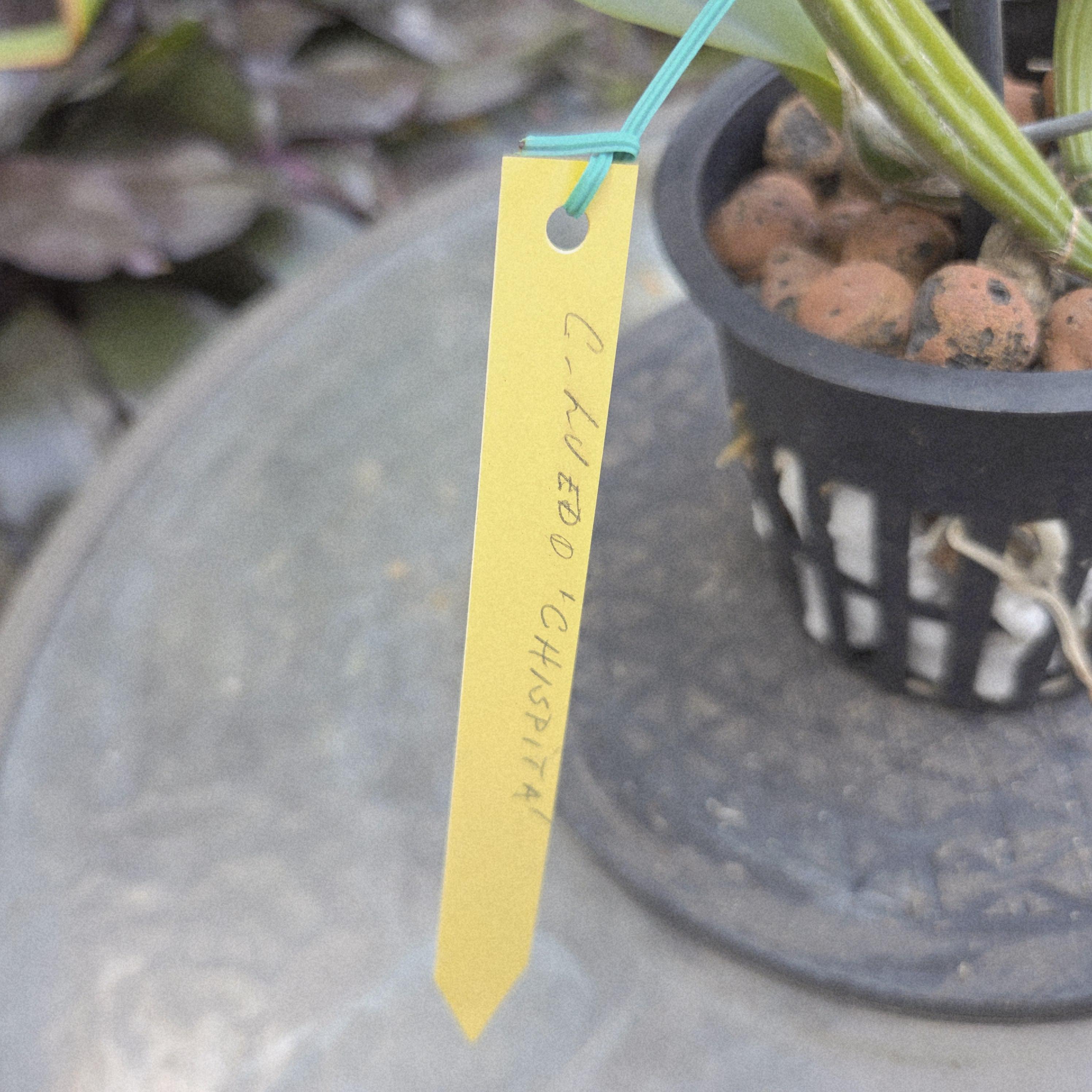 Cattleya lueddemanniana semi alba 'Chispita' – Image 4