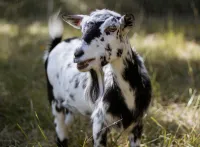 Summer Goat Yoga  – Image 4