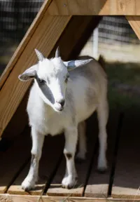 Summer Goat Yoga  – Image 5