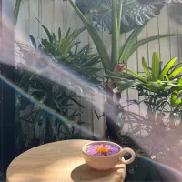 Blue Lotus Tea – Image 2