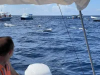 Whale Shark Tours – Image 3