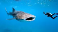 Whale Shark Tours – Image 2