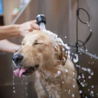 Grooming Assistant Member – Image 1