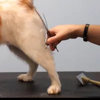 Professional Groomer Member – Image 1