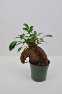 Ficus ginseng 4" in grower pot – Image 1