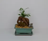 Ficus Ginseng 8" – Image 1