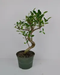 Ficus Tiger bark 6" in grower pot – Image 1