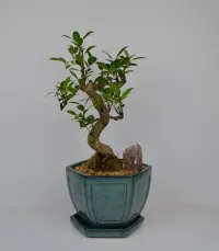 Ficus Tiger bark 8" in cascade pot – Image 1