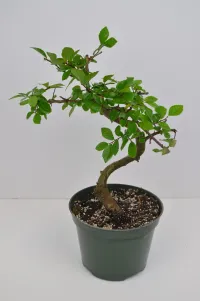 Chinese elm 5" in grower pot – Image 1