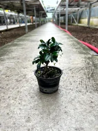Fukien tea 5" in grower pot – Image 1