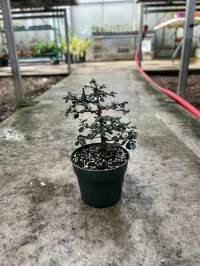 Fukien tea 6" in grower pot – Image 1