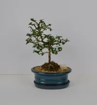 Fukien Tea 7" – Image 2
