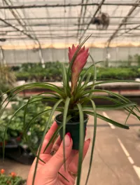 Tillandsia Pink Quill pack of 10 ps. – Image 1