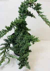 Juniper 3 gallon grower pot – Image 1