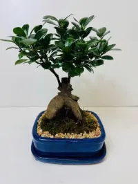 Ficus Ginseng 7" – Image 1