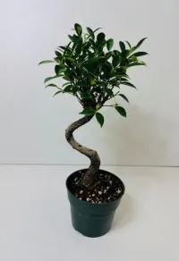 Ficus Tiger bark 5" in grower pot – Image 1