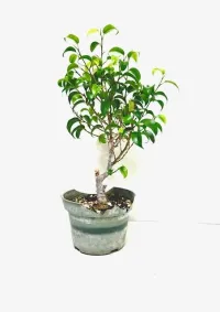 Ficus Too Little 4" grower pot – Image 1