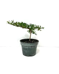 Black Olive 4" grower pot – Image 1