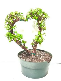 Jade Heart 6" grower pot – Image 1