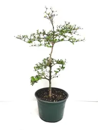 Black Olive 6" grower pot – Image 1
