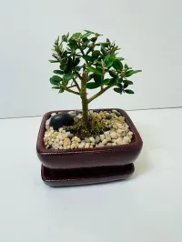 European Olive 5" – Image 2