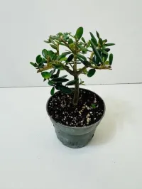 European Olive 4" grower pot – Image 2