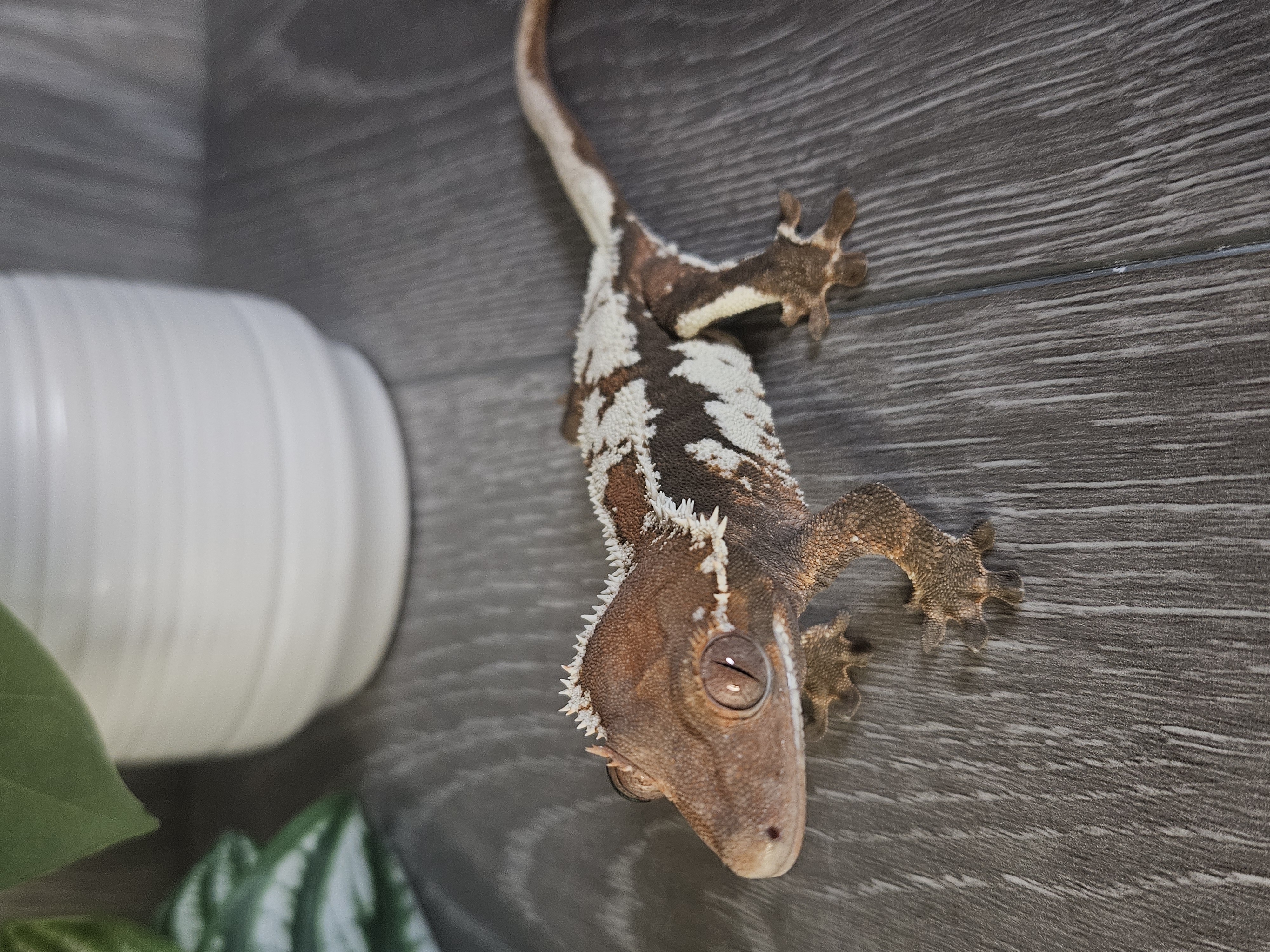 A happy-looking crested gecko