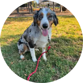 Bodie after behavior-focused dog training with Hill Country K9