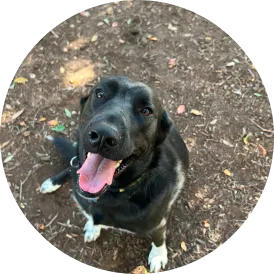 Charlie, a Hill Country K9 dog training graduate in Austin, Texas
