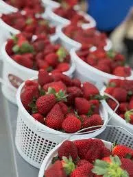 Strawberry Picking 