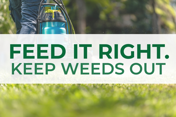 Year-Round Lawn Fertilization & Weed Control Services in Fort Myers