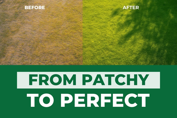 Before & After: Lawn Transformation Project in Fort Myers