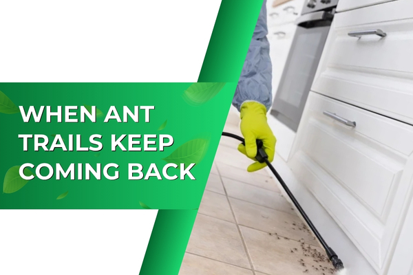 How We Eliminated a Recurring Ant Problem in a Fort Myers Kitchen