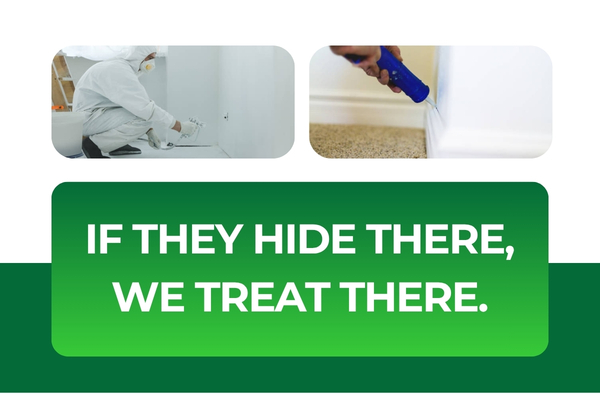 Targeted Pest Control in Fort Myers – Treating Where Pests Actually Hide