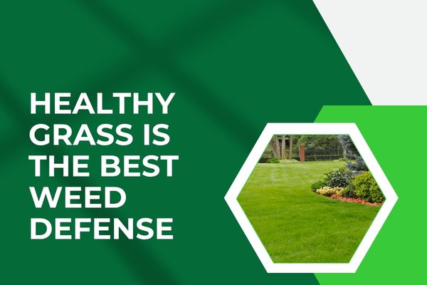 A Fort Myers Lawn That Went From Constant Weed Problems to Consistent Green Growth