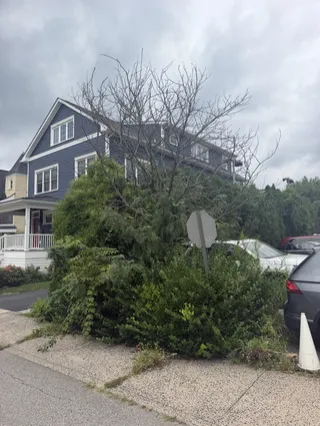 Tree Work in Chester County: When to Prune, When to Remove