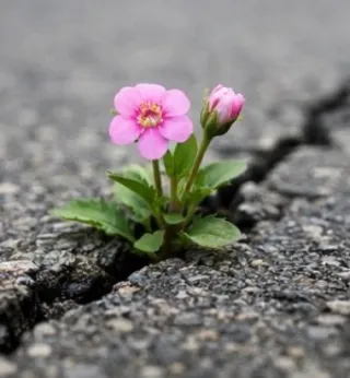 The Science of Resilience (And How to Build It)