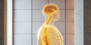 Your Limbic System and Chronic Pain: What's the Link?