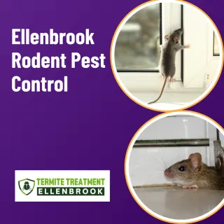 Rodent Pest Control in Ellenbrook: Essential Tips for a Pest-Free Home