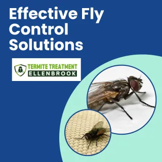 Effective Fly Control Solutions to Keep Your Space Hygienic