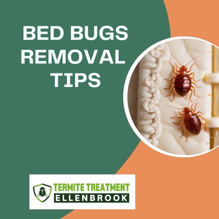 Bed Bugs Removal Tips for Better Sleep and Comfort