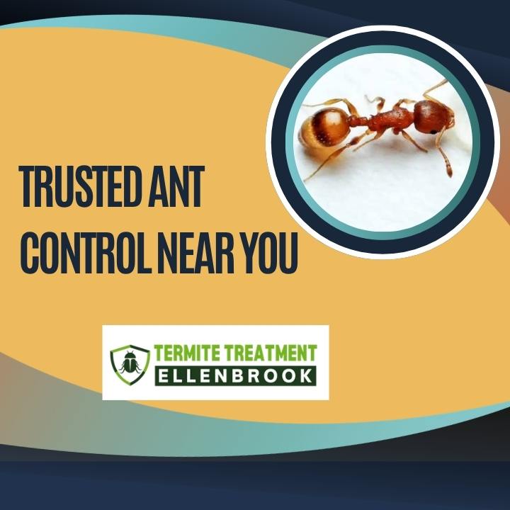 Ant Control Near Me: Find Trusted Local Ant Removal Services